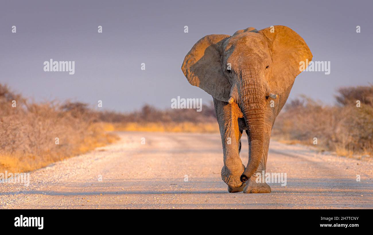 Afrikanischer Elefant auf der Straße Stockfoto