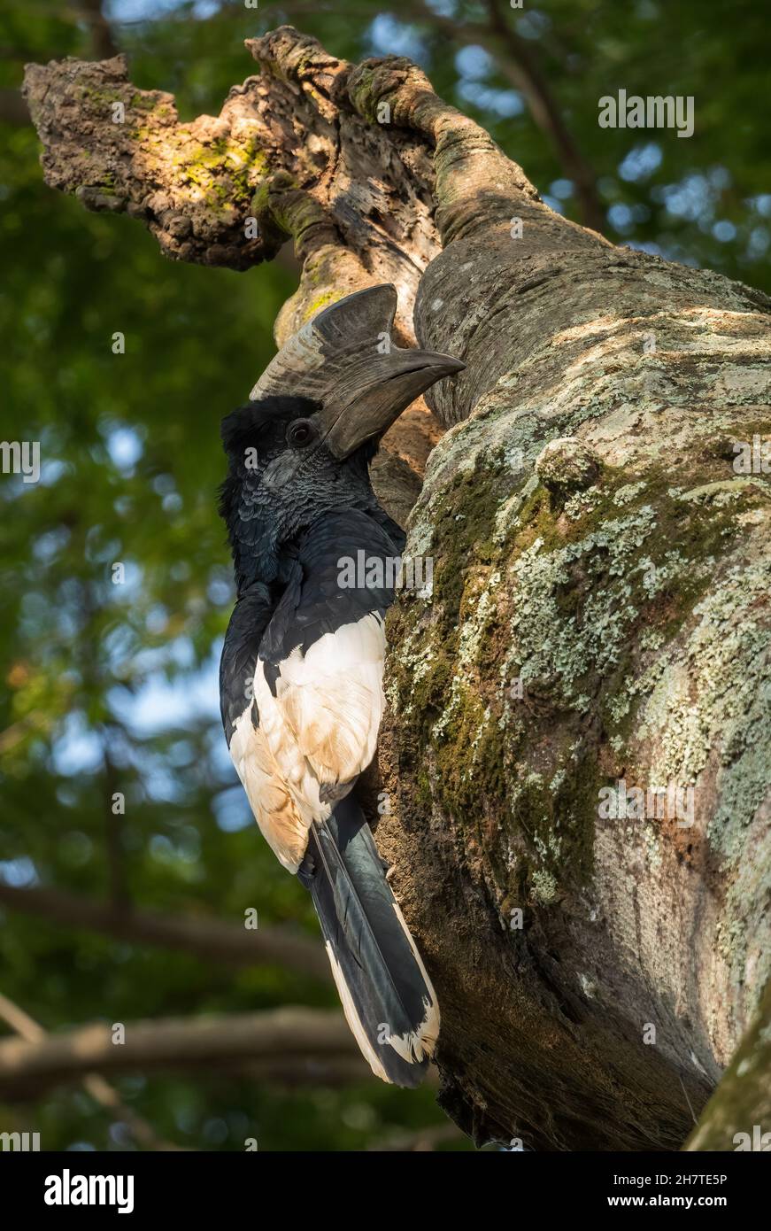 Schwarz-weiß-kastanierter Hornbill - Bycanistes subcylindricus, spezieller Waldhornbill aus afrikanischen Wäldern und Wäldern, Entebbe, Uganda. Stockfoto