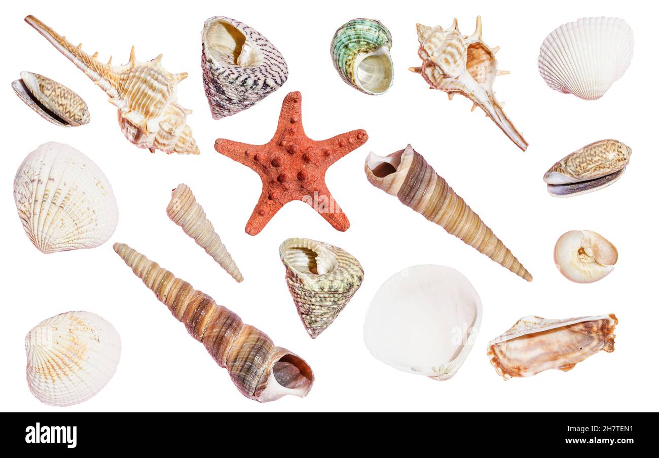 Muschelschalen isolierter Hintergrund. Meeresmuscheln und Meeresdekor auf leerer weißer Oberfläche. . Hochwertige Fotos Stockfoto