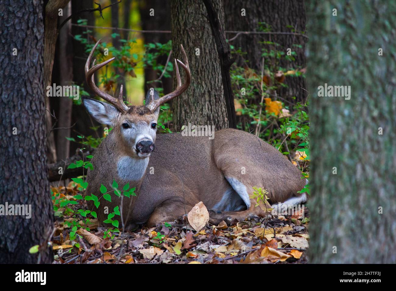 Whitetail Buck ruht im Wald - Odocoileus virginianus Stockfoto