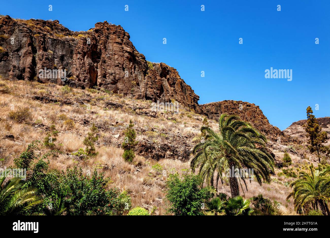 Flora von Gran Canaria, Kanarische Inseln, Spanien. Stockfoto