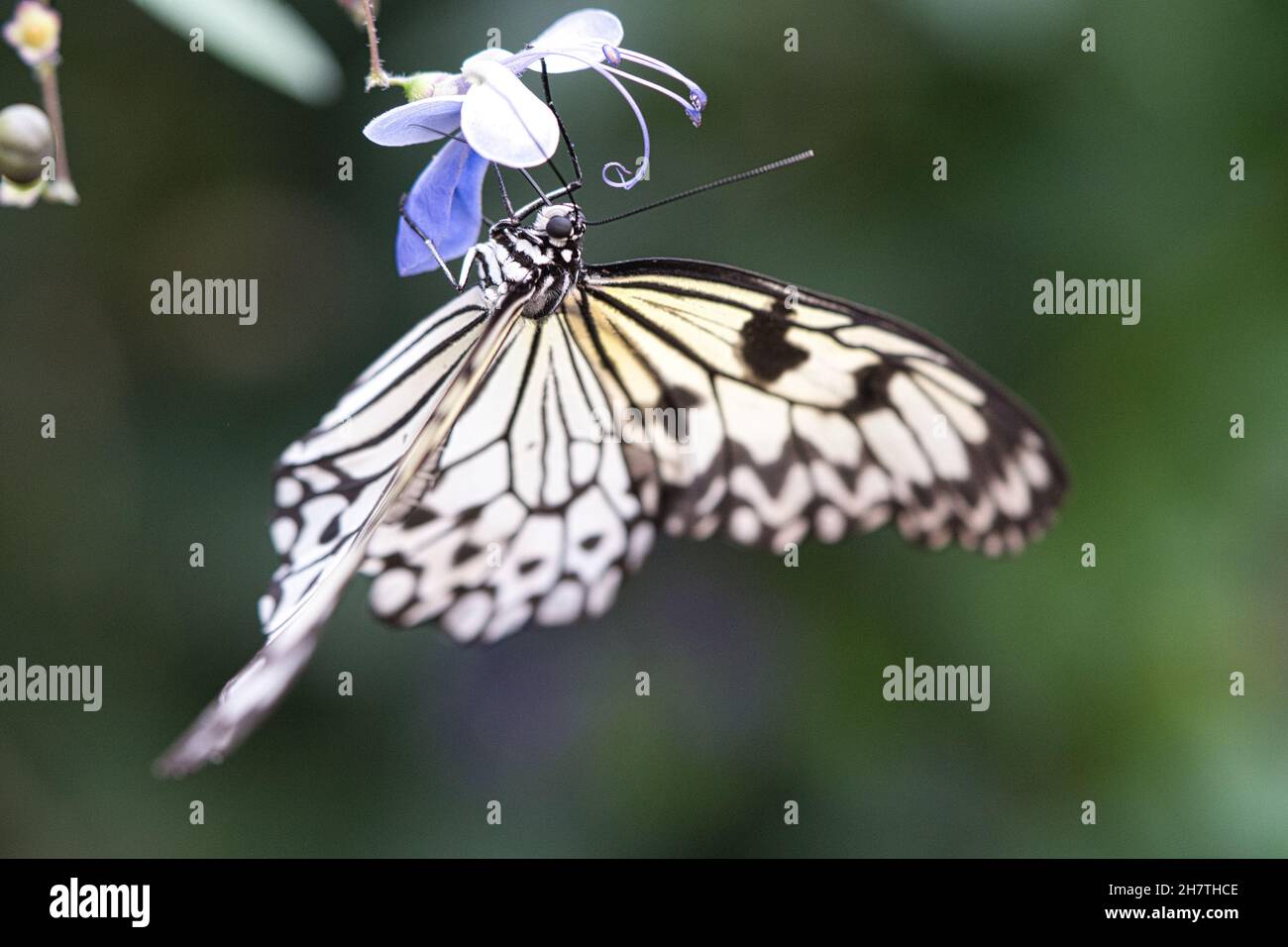 Exotischer Schmetterling auf einem Blume trinkenden Nektar. Zarte und bunte Schmetterling. Farbenfroher Flügel und interessante Nahaufnahme mit vielen Details. Stockfoto