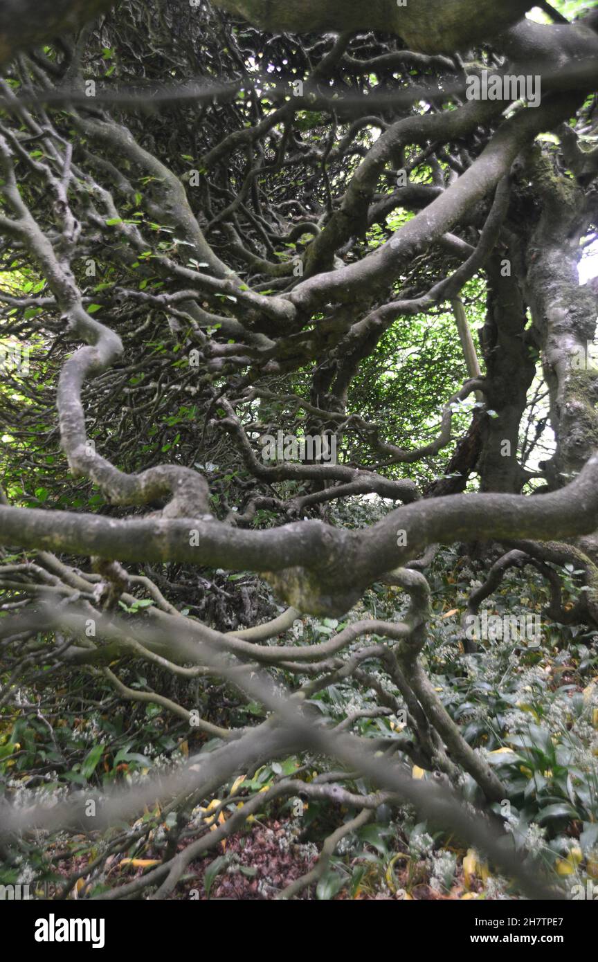 Im Inneren der dunklen, knorrigen und verdrehten 300 Jahre alten Buchenbaumhexte in Levens Hall & Gardens, Kendal, Lake District National Park, Cumbria, England, Großbritannien Stockfoto