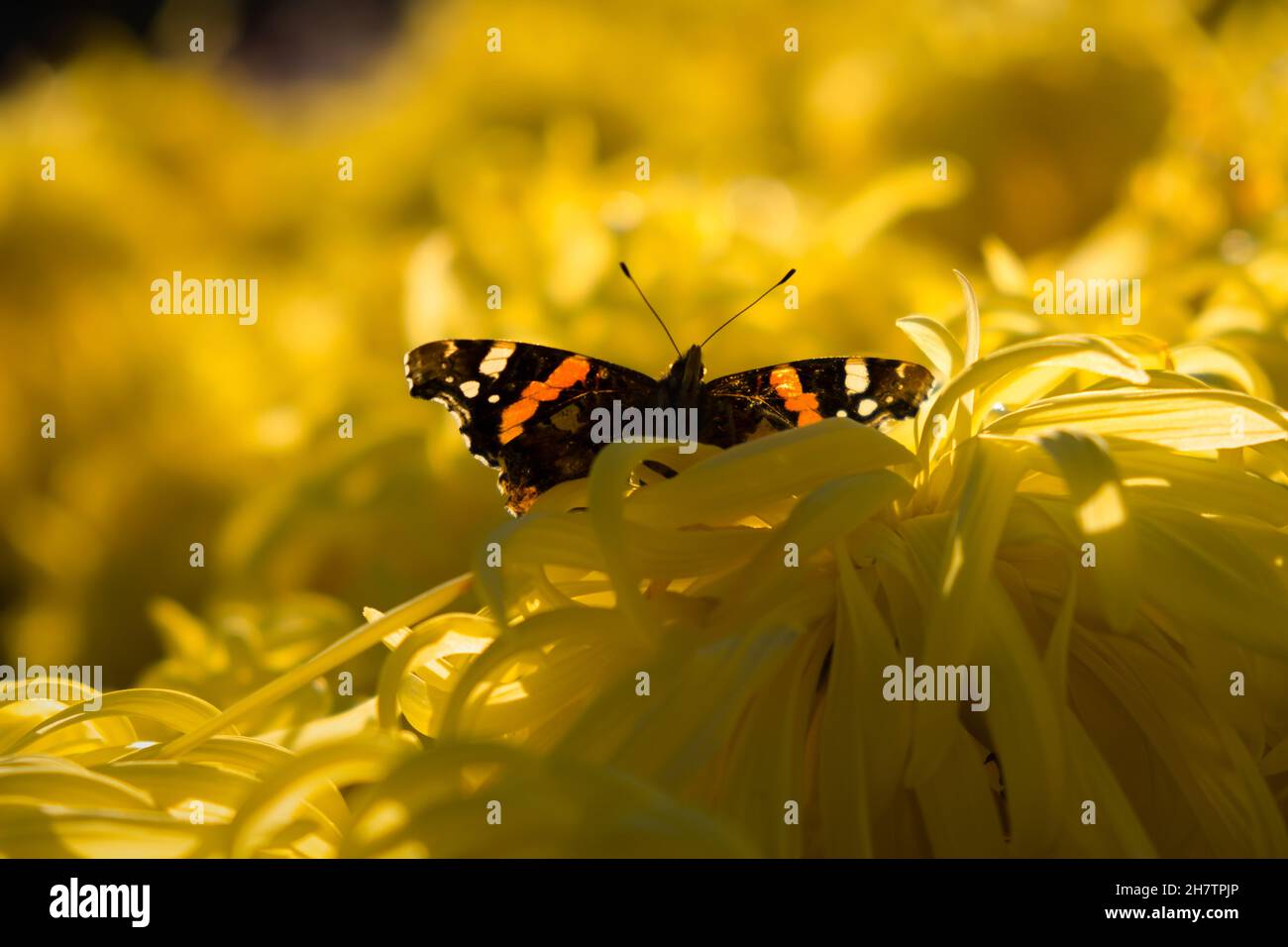 Schmetterling Vanessa atalanta Chrysantheme Nahaufnahme. Schöner unscharfer Garten Hintergrund. Insekt auf einem gelben Blütenmakro. Speicherplatz kopieren. Natürlicher Rückstand Stockfoto