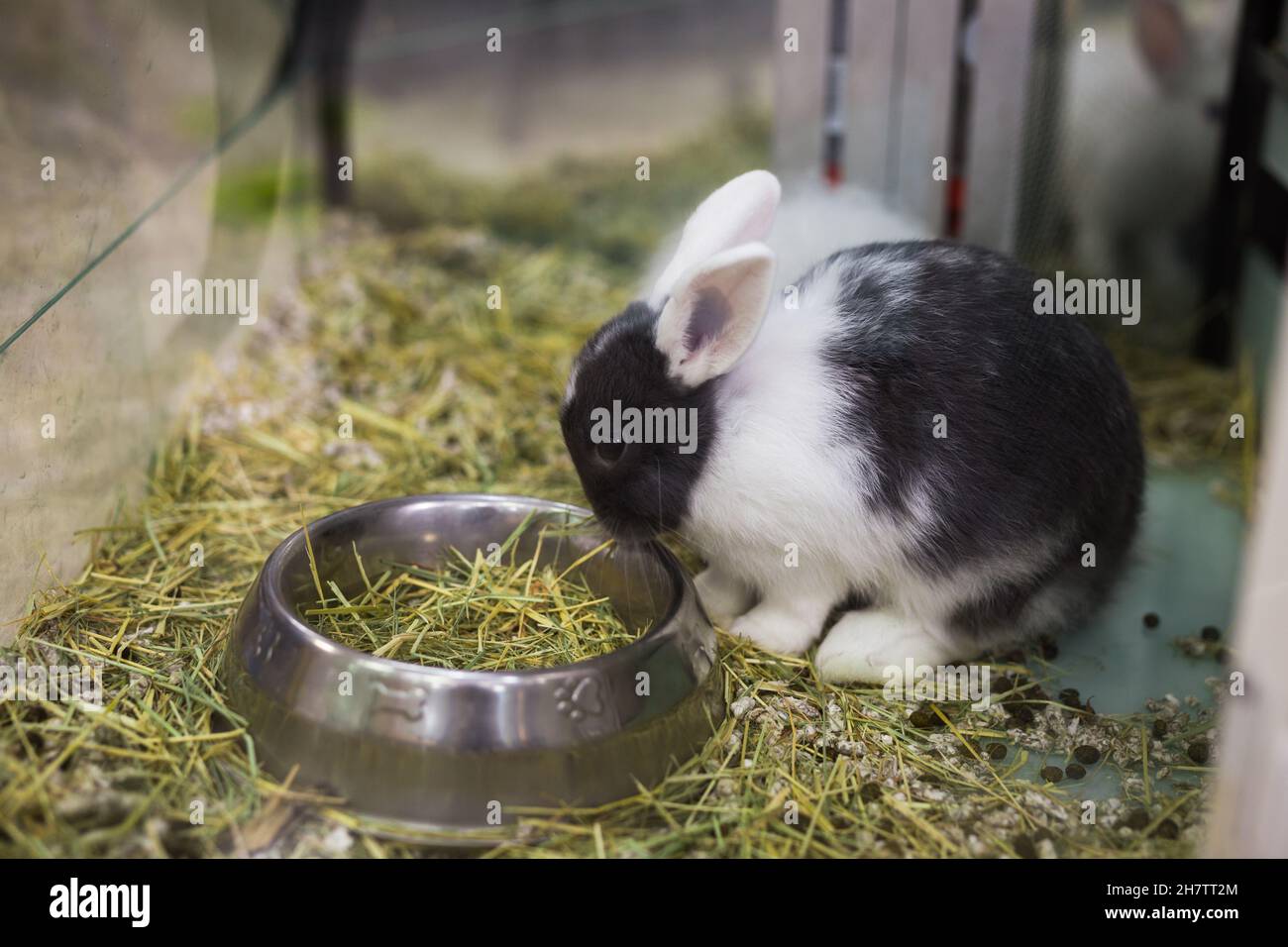 Kaninchen essen Nahrung aus der Schüssel im Tierladen Stockfoto