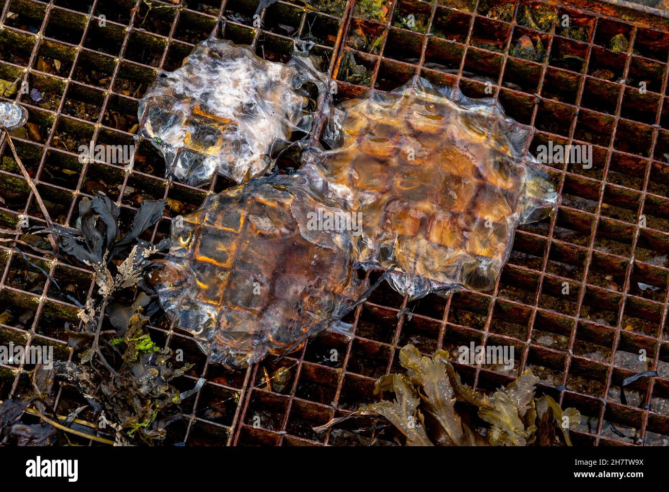 Überreste von Löwenmähen-Quallen (Cyanea capillata), die im Hafen von Kongebro Havn, Middelfart, Fünen, Dänemark, ausgebrochen wurden Stockfoto