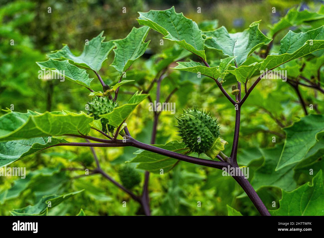 Der gewöhnliche Dornbaum, Datura stramonium L., ist eine blühende Pflanze, die zur Familie der Solanaceae gehört. Dänemark Stockfoto