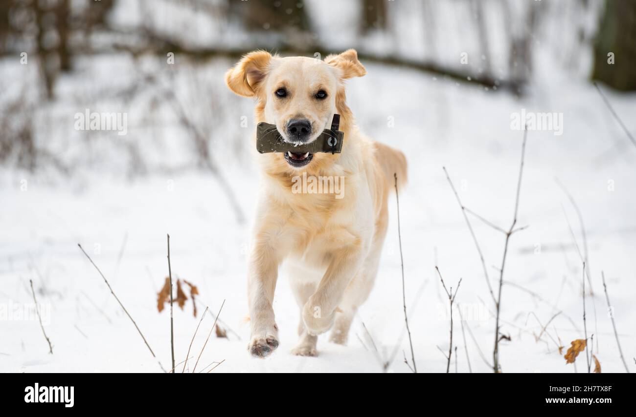 Golden Retriever Hund im Winter Stockfoto