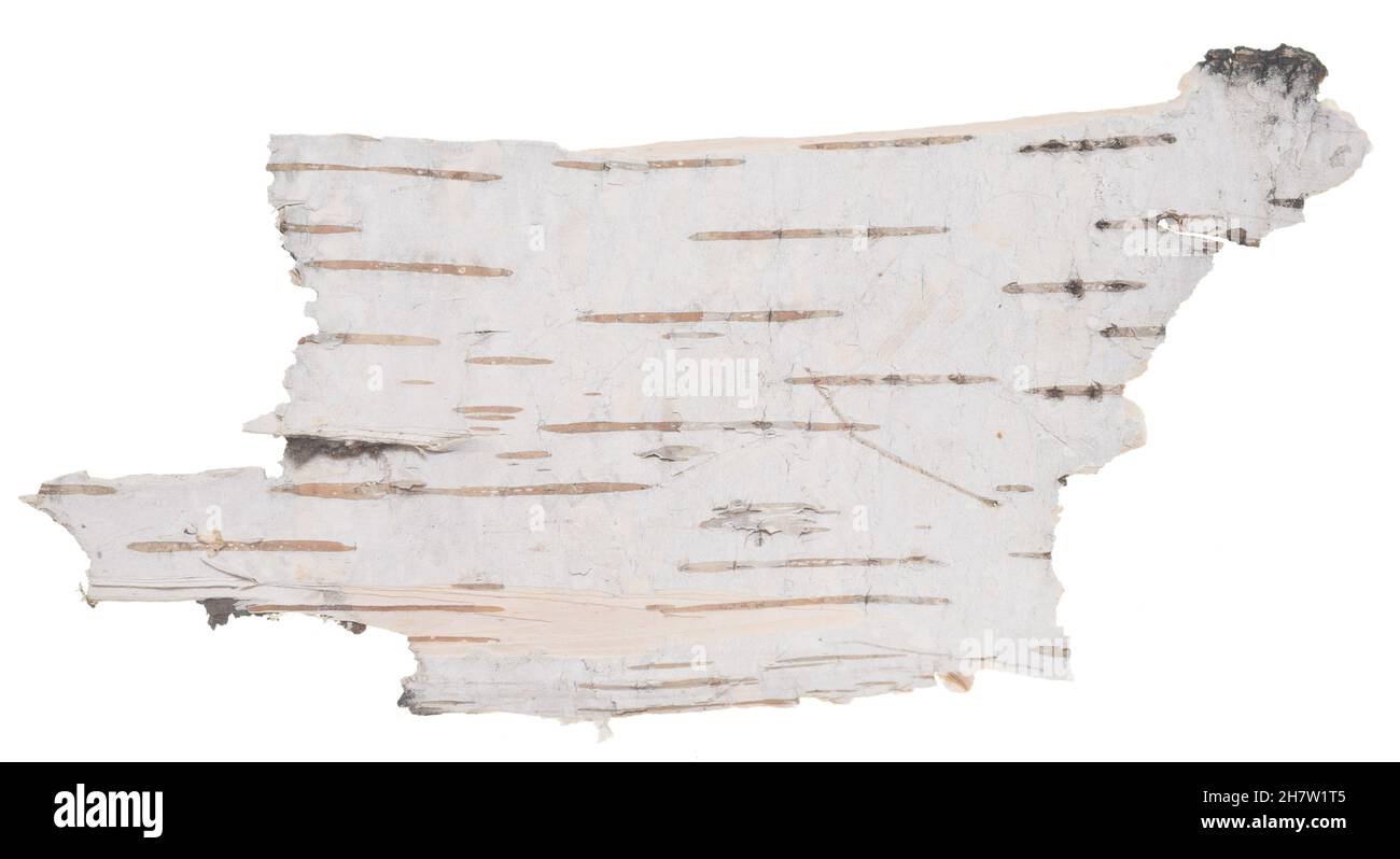 Birkenrinde isoliert auf weißem Hintergrund Stockfoto