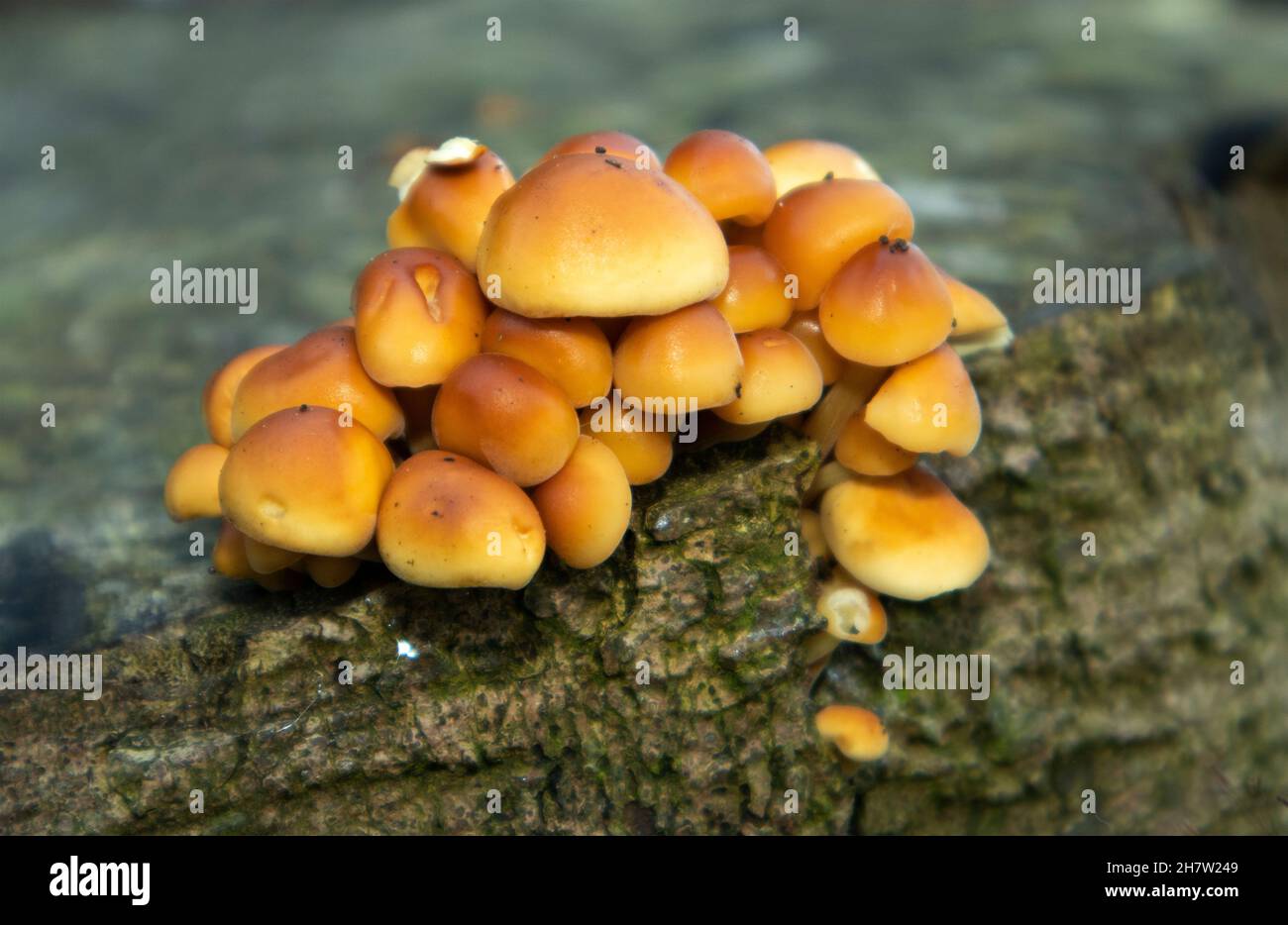 Ciclo de nutrientes Fotos und Bildmaterial in hoher Auflösung Alamy
