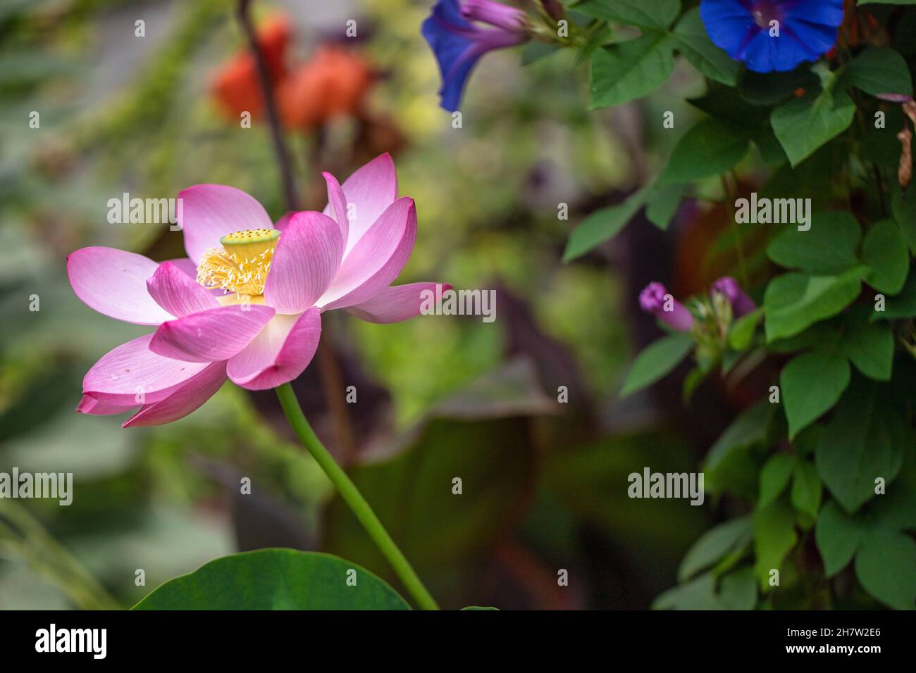 Heiliges Lotus und Morgenruhm Blumen in einem Ziergarten Stockfoto