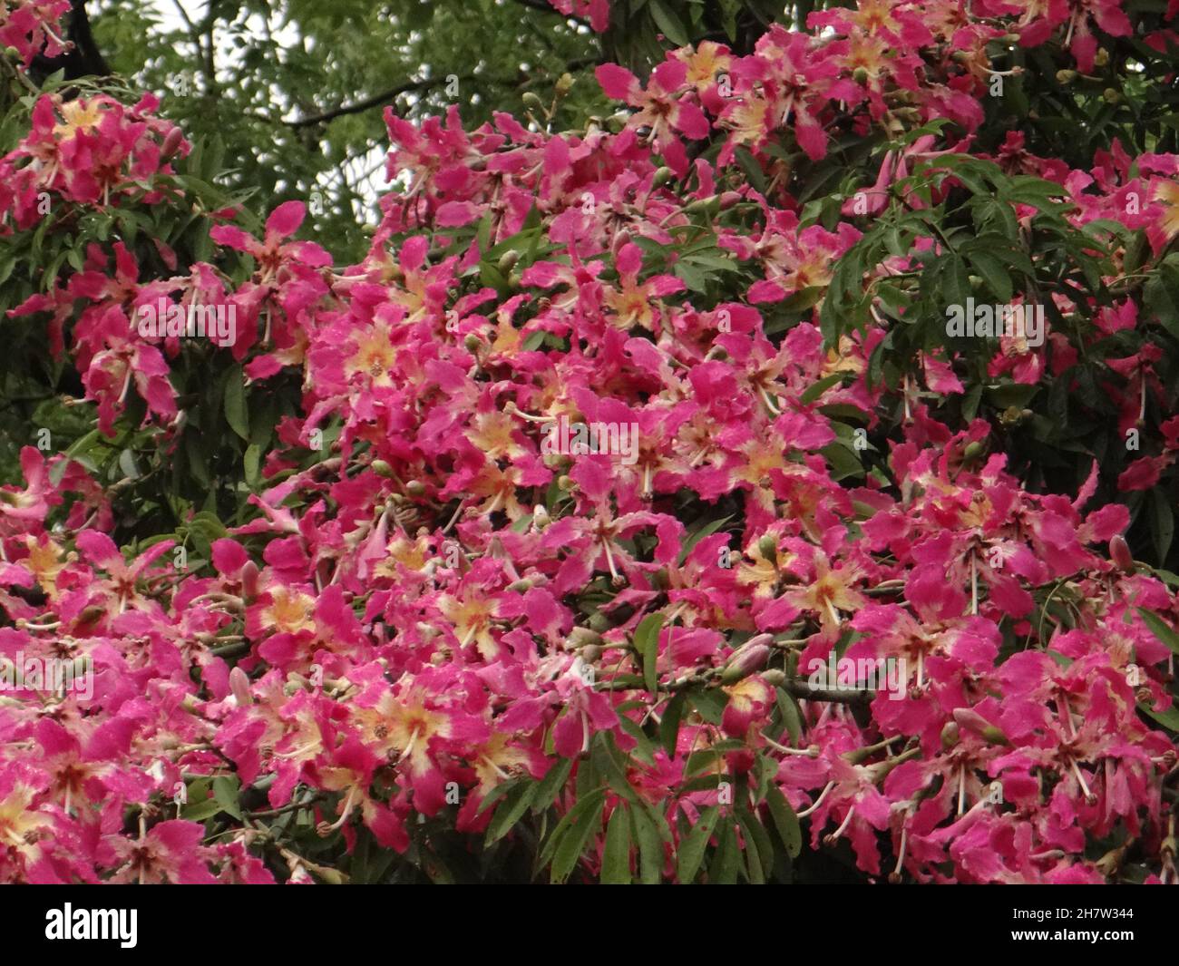 Nahaufnahme des Zweiges mit Ceiba speciosa, der Seidenfloss-Baumblüte. Stockfoto