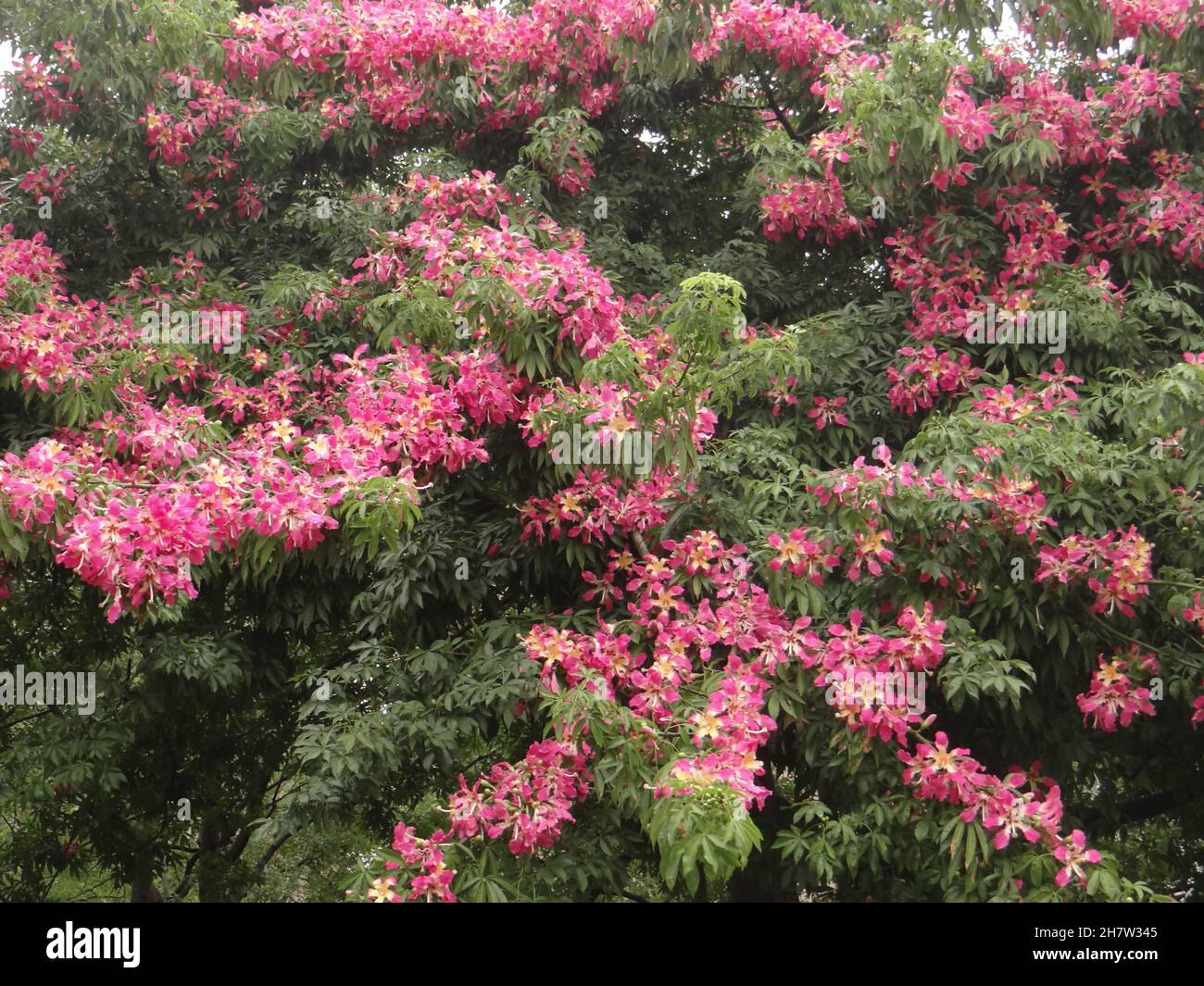 Seidenfloss Baumblumen, Ceiba speciosa. Stockfoto