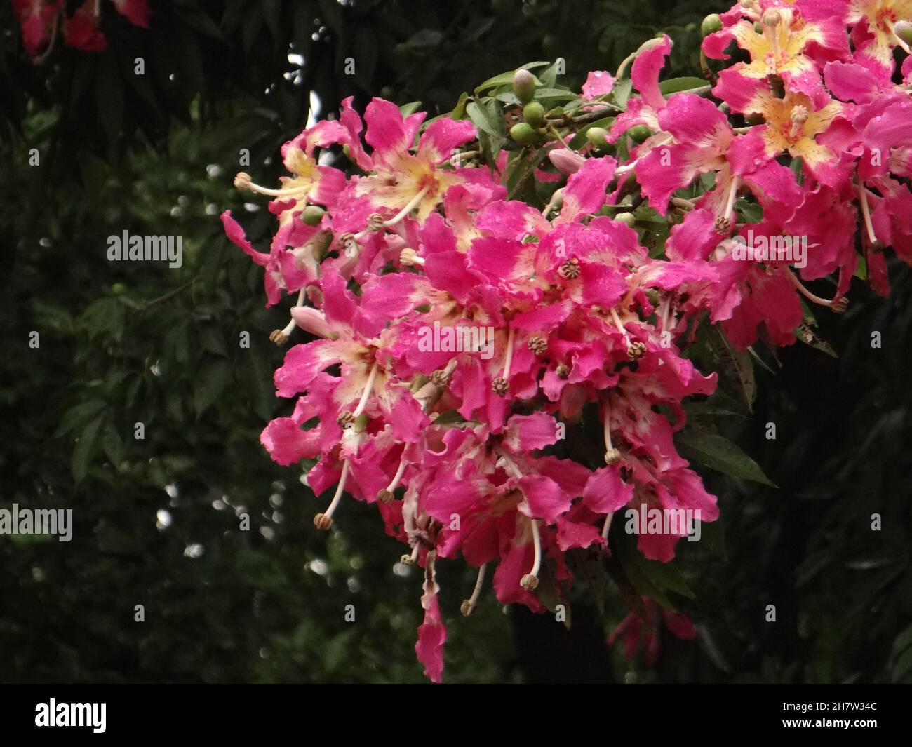 Nahaufnahme des Zweiges mit Ceiba speciosa, der Seidenfloss-Baumblüte. Stockfoto