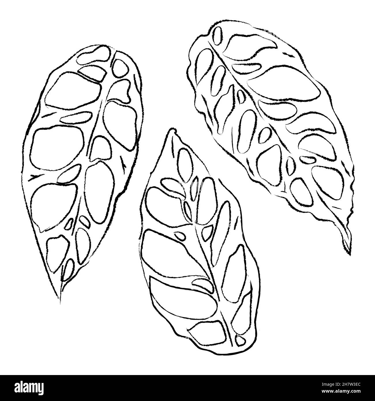 monstera obliqua schweizer Ksepflanze Blatt Zeichnung Skizze Illustration  Doodle isoliert schwarzen Laub tropischen exotischen Hauspflanze  Stock-Vektorgrafik - Alamy