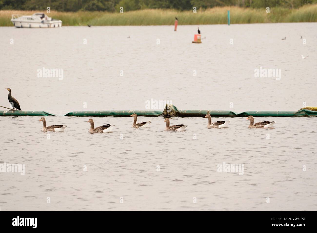 Süßwasser Wildvögel leben in natürlichen Lebensraum Stockfoto