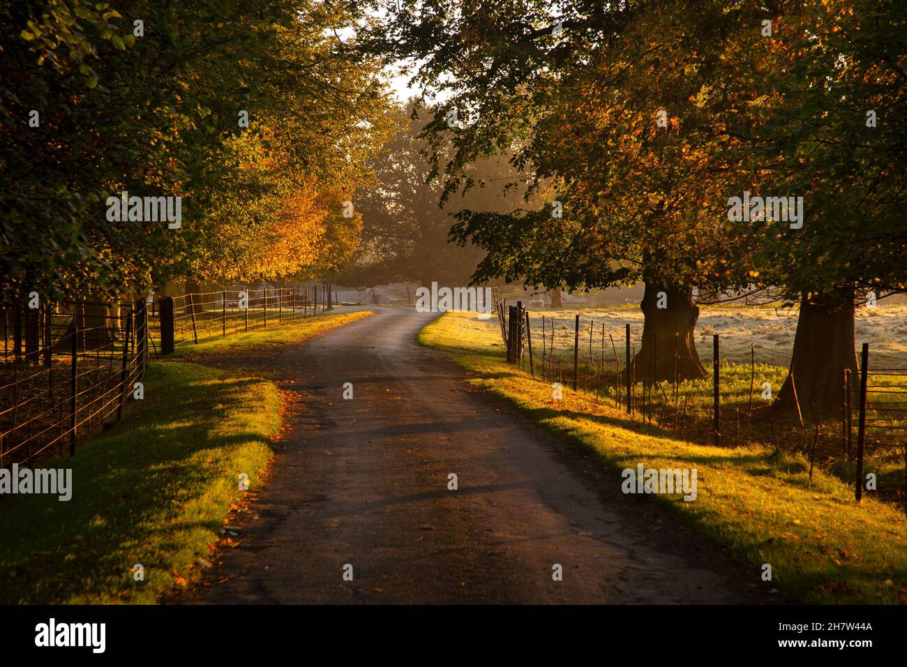 Von Bäumen gesäumte Auffahrt zum Rousham House, Oxfordshire, England Stockfoto