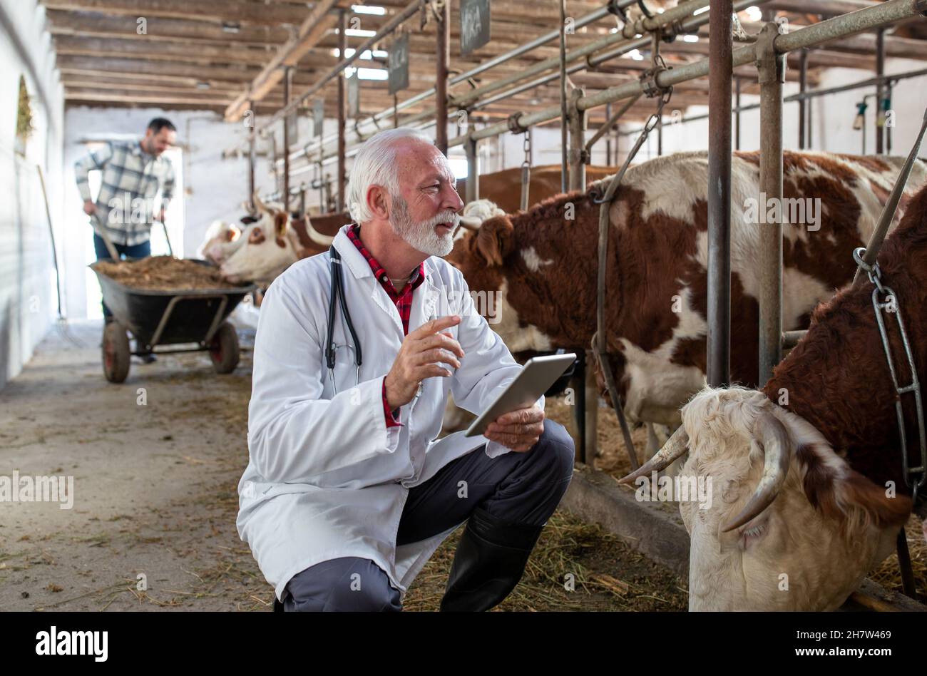 Reifer Tierarzt im weißen Mantel hockt neben simmental Rinder und hält Tablette in Stall Stockfoto