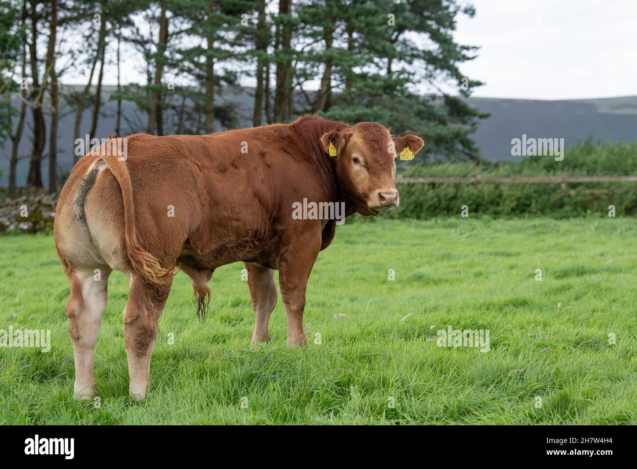 Junger Stammbaum Limousin-Bulle auf der Upland-Weide, Lancashire, Großbritannien. Stockfoto