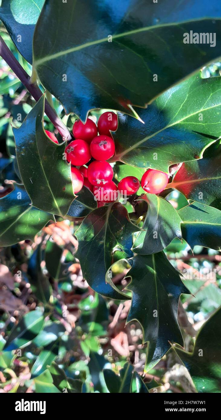 Holly und Beeren saisonales weihnachtsbild im Hochformat mit der Telefonkamera aufgenommen. Steife grüne stachelige Blätter kleine runde rote glänzende Beeren auf dem Baum Stockfoto