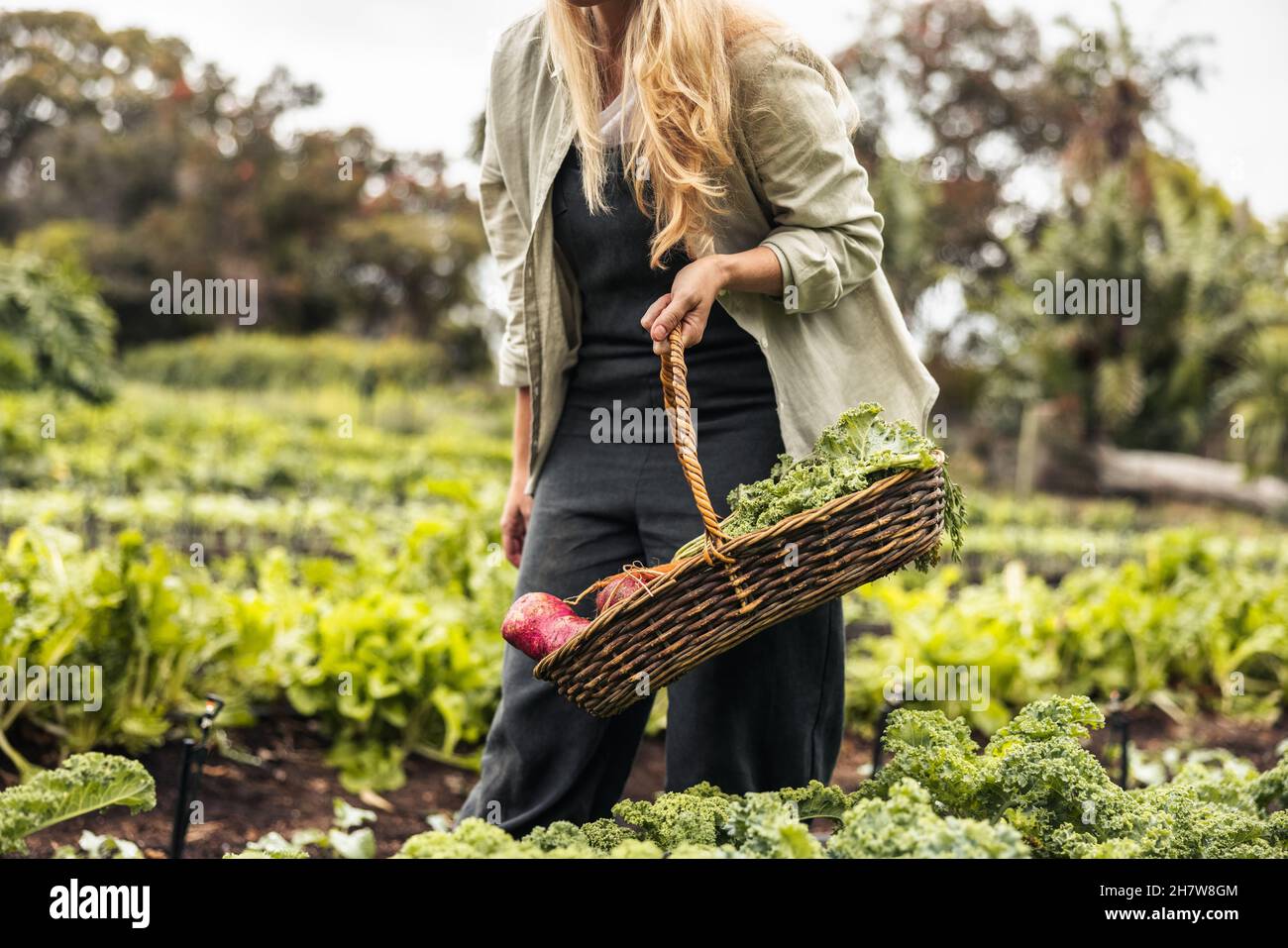Anonyme Gärtnerin sammelt frisches Gemüse. Eine junge Frau, die in einem Bio-Garten einen Korb voller frischer Produkte hält. Selbstverständnis Stockfoto