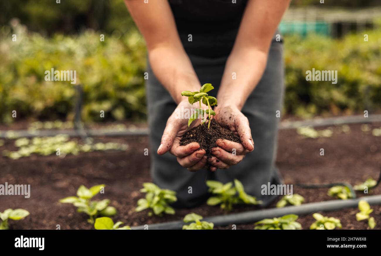 Die Hände der Frau halten eine junge Pflanze, die im Boden wächst. Anonyme Biobauerin, die einen grünen Keimling in ihrem Garten schützt. Nachhaltige Frau weit Stockfoto