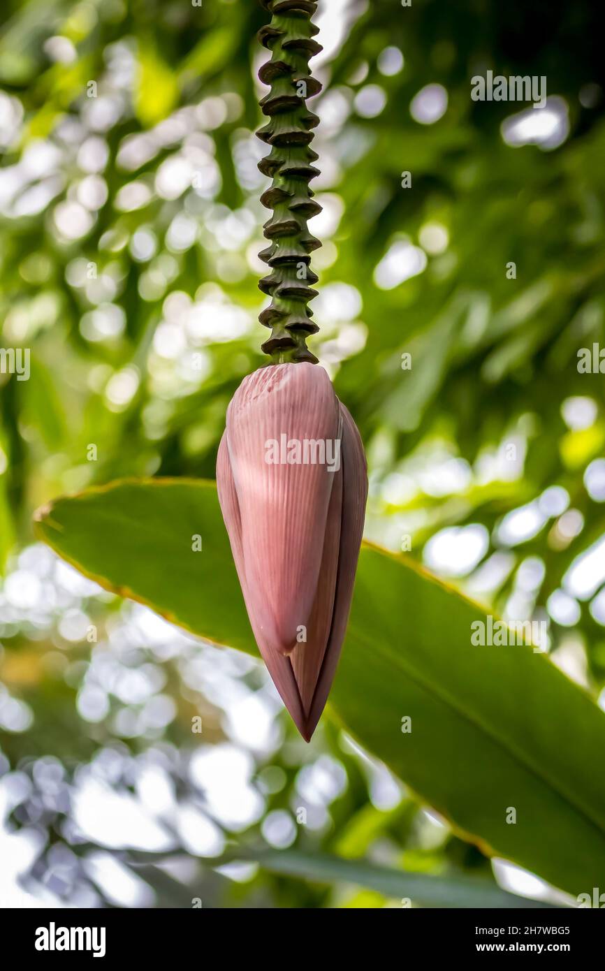 Erstaunlich, genial, Hintergrund, schön, Schönheit, Biene, Blüte, Blüte, botanisch, botanisch, botanisch, Strauß, hell, nahaufnahme, Nahaufnahme, Farbe, Bunt, genießen, e Stockfoto