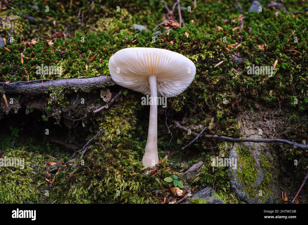 Pilze frisch in einem warmen, sonnigen Herbstwald nach Regen. Holzpilze, Pilze Stockfoto