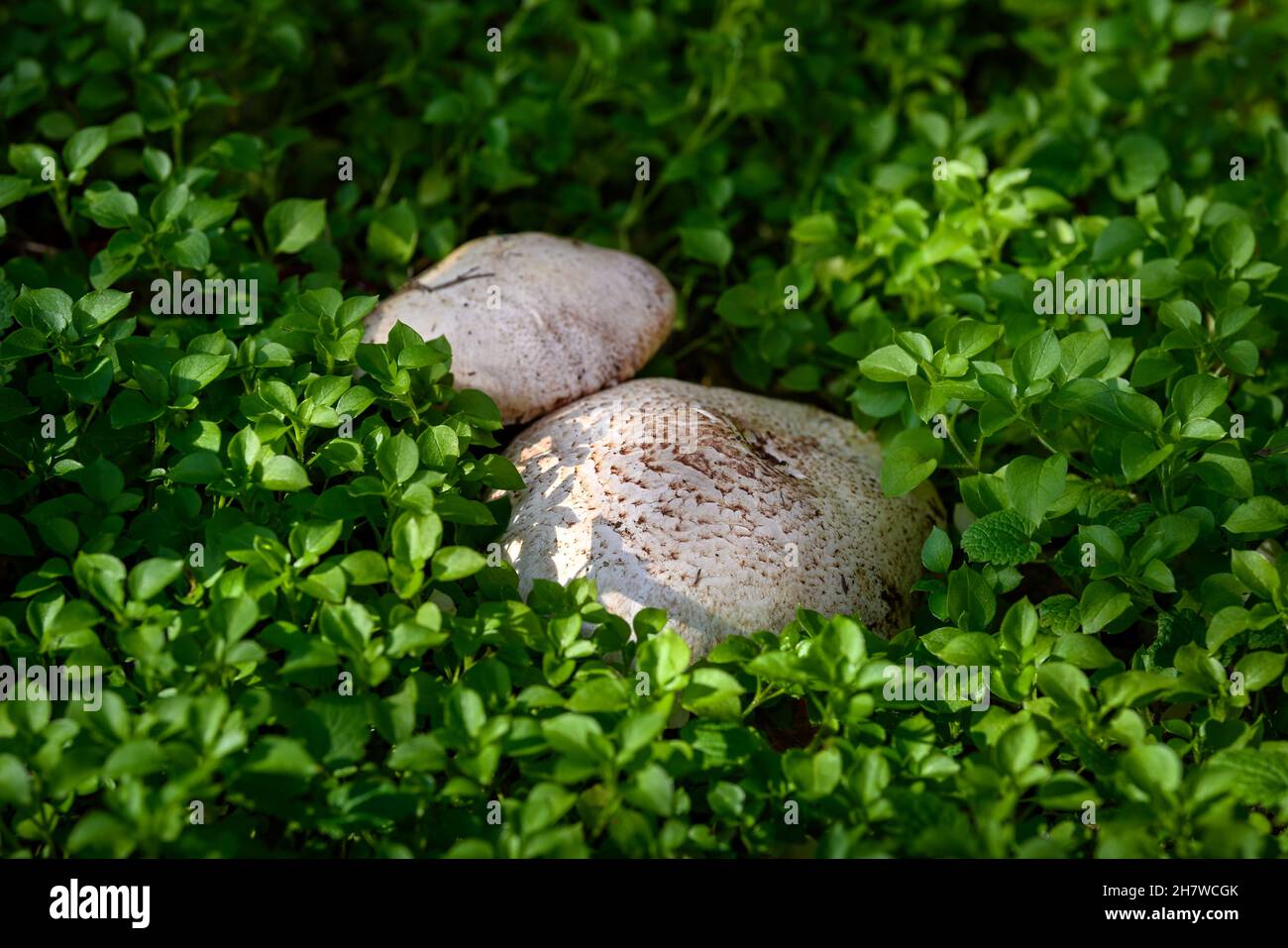 Pilze frisch in einem warmen, sonnigen Herbstwald nach Regen. Sonnenschirmpilz „Macrolepiota procera“ Stockfoto