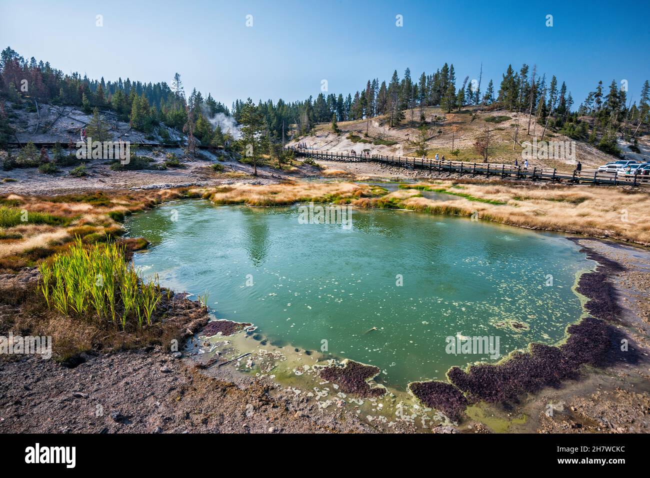 Heißwasserpool im Mud Volcano Thermalgebiet des Yellowstone National Park, Wyoming, USA Stockfoto