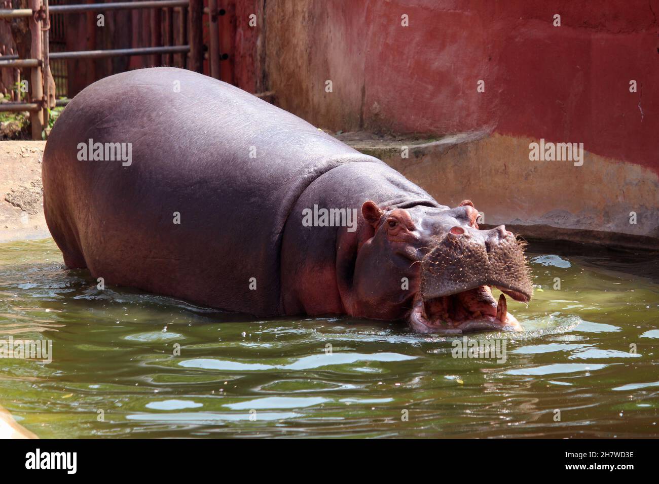 Der Nilpferd ist damit beschäftigt, im kalten Wasser zu baden Stockfoto