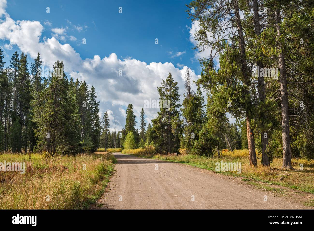 Grassy Lake Road, FR 261, Caribou Targhee National Forest, Greater Yellowstone Area, Wyoming, USA Stockfoto