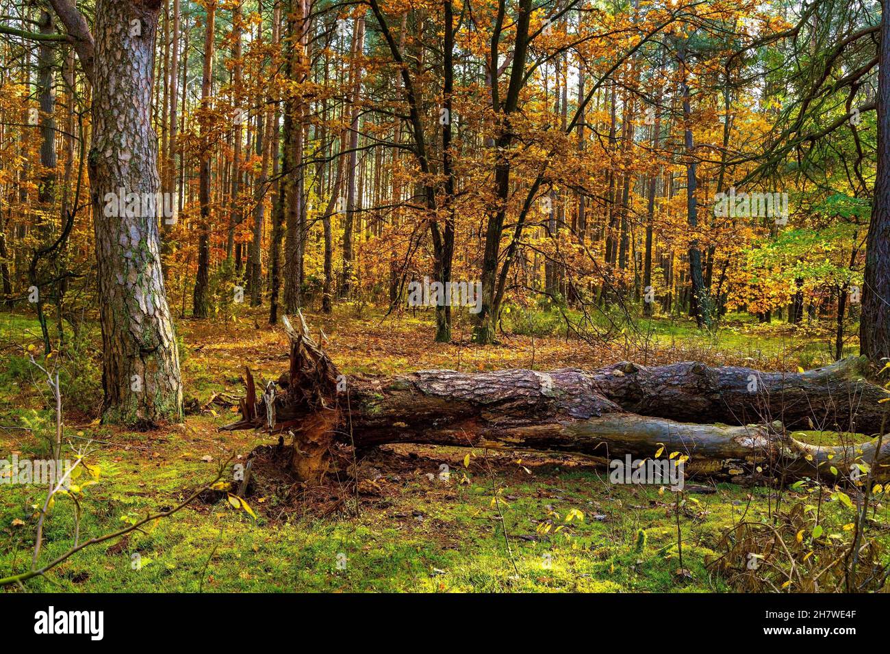 Herbst Bunte Landschaft von gemischten Walddickicht mit gefallenen europäischen Schwarzerle - latin Alnus glutinosa - im Kampinos Naturschutzgebiet bei Izab Stockfoto