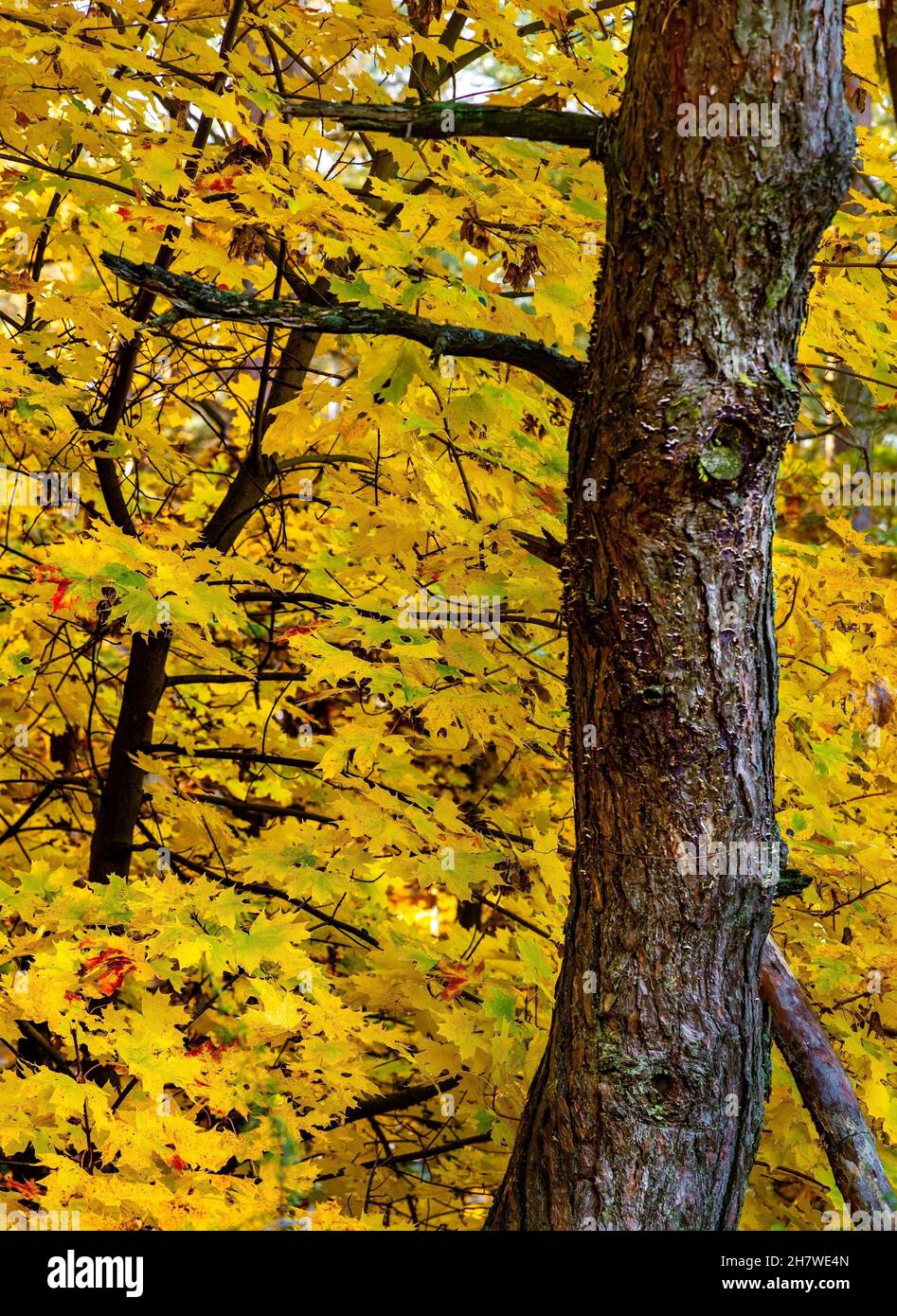 Herbst farbenfrohe Landschaft aus gemischtem europäischem Walddickicht mit Norwegenahornbäumen - latein-Acer-Platanoides - im Kampinos-Naturschutzgebiet in der Nähe von Izabelin Stockfoto