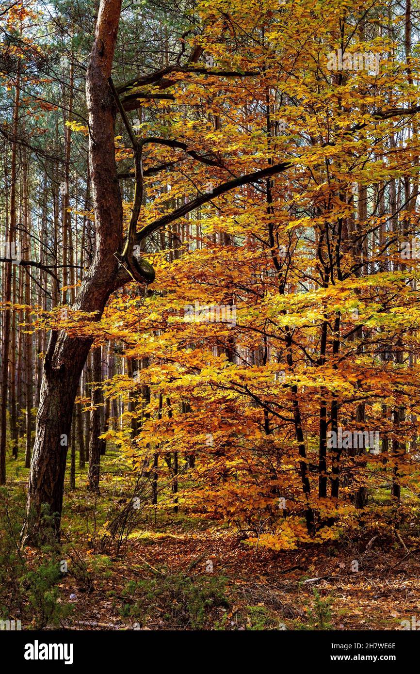 Herbst farbenfrohe Landschaft aus gemischtem Walddickicht mit europäischer Schwarzer Erle - latin Alnus glutinosa - im Kampinos Naturschutzgebiet bei Izabelin Stockfoto