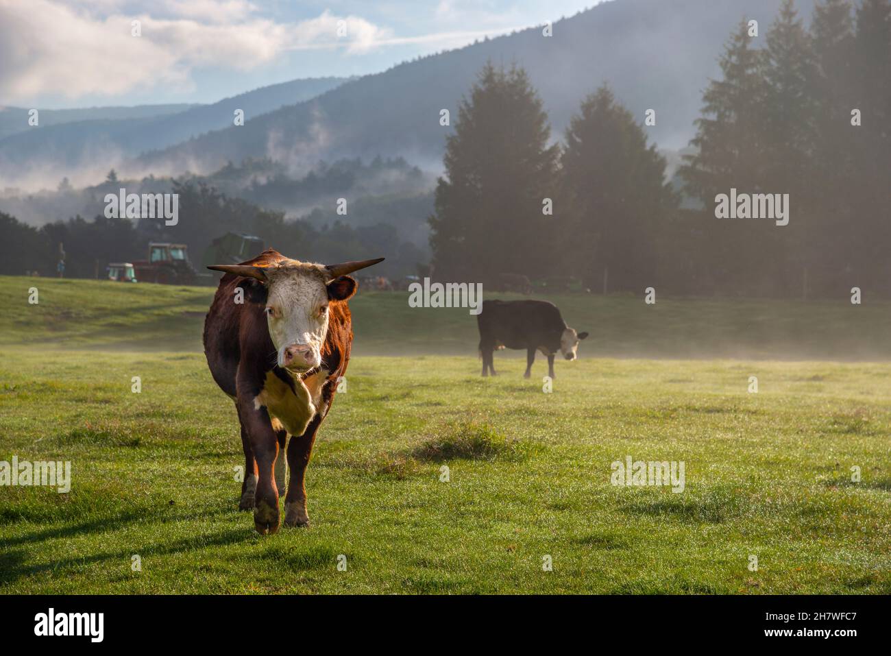Dramatische Szene am frühen Morgen mit Kühen, die mit Nebel grasen, und den Taconic Mountains im Hintergrund im Süden von Vermont. Stockfoto
