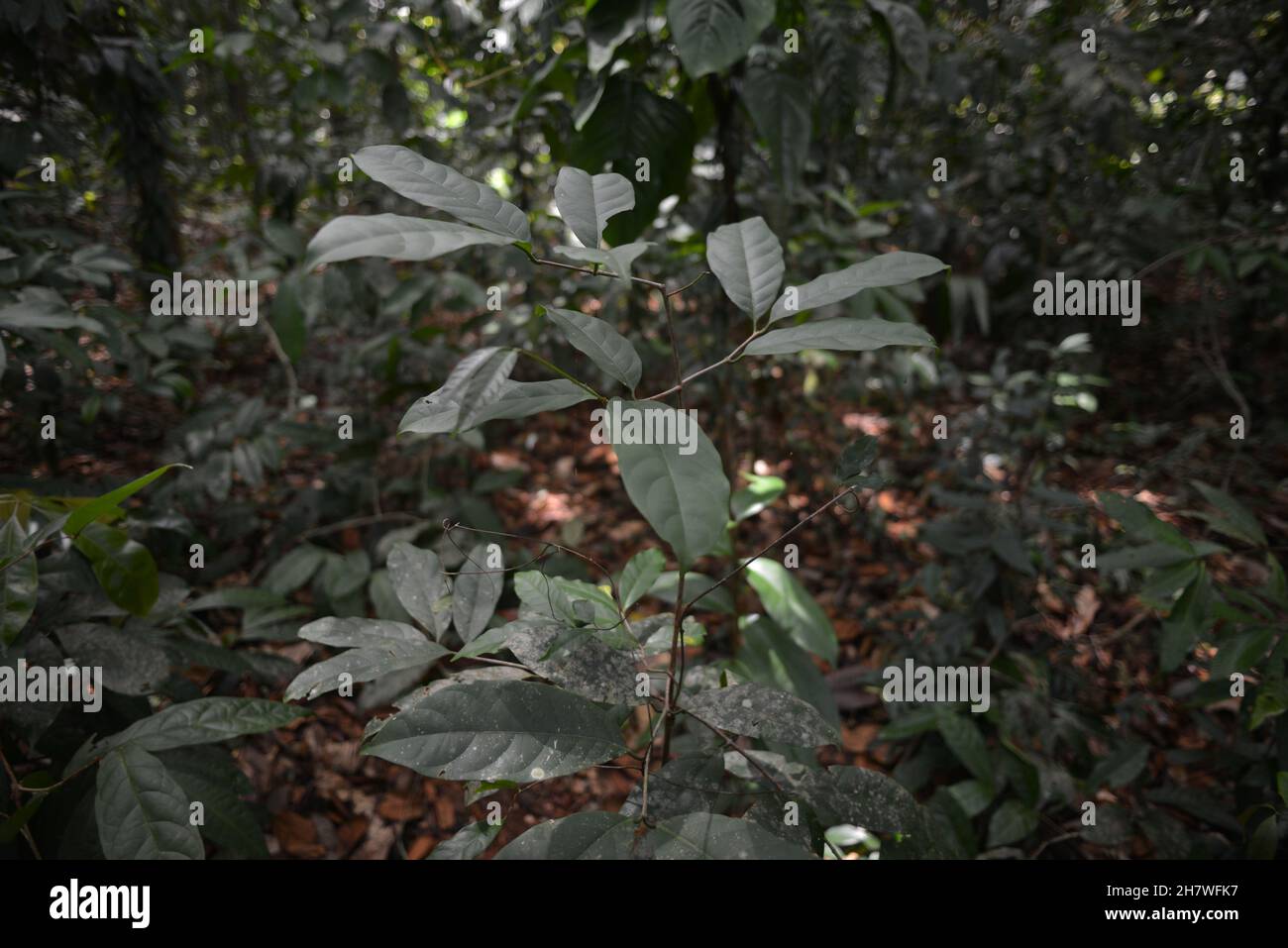 Eine Pflanze im Amazonas-Regenwald. Barcarena, Bundesstaat Pará, Brasilien Stockfoto