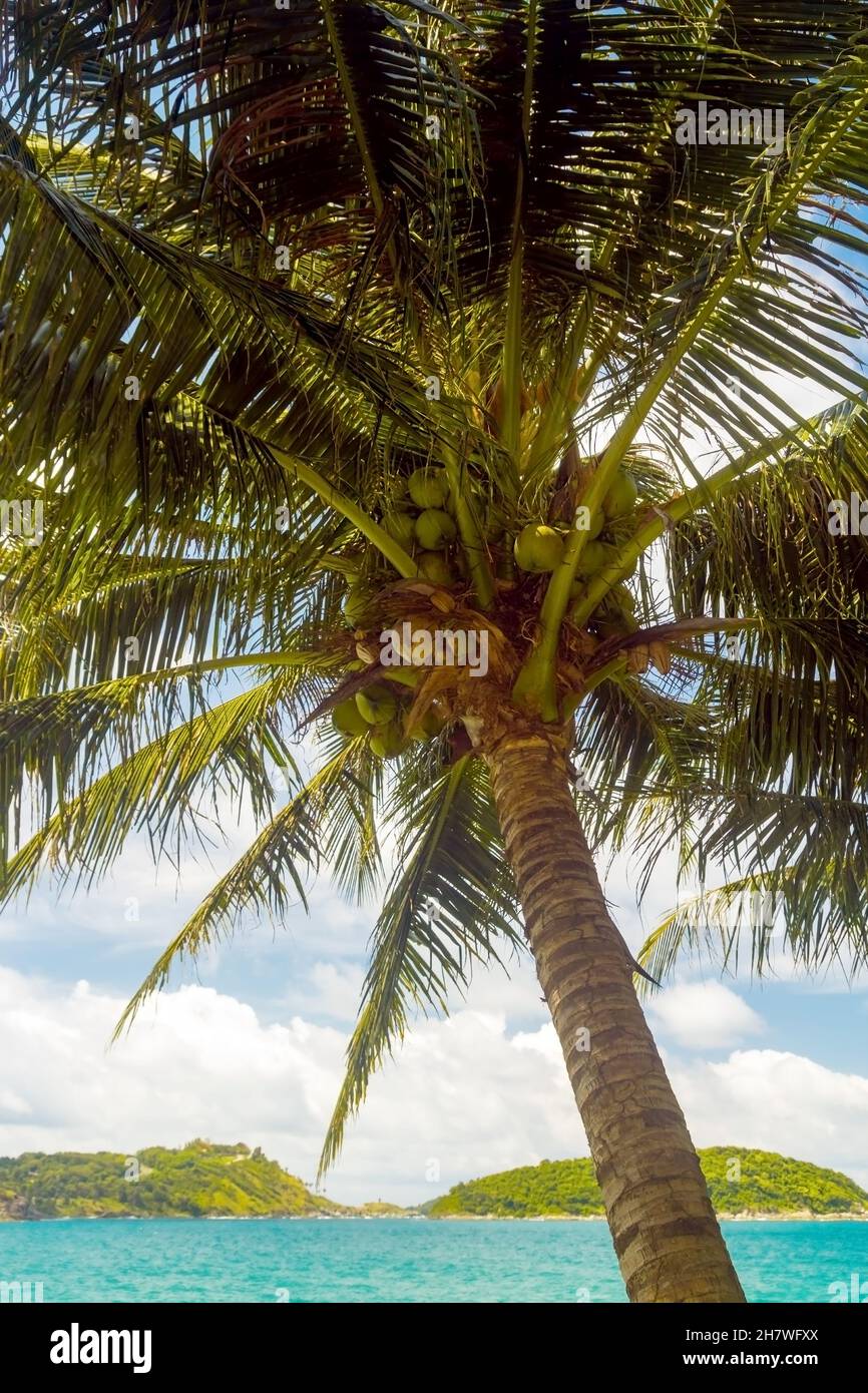 Palme mit Blättern und Kokosnüssen am Meer Stockfoto