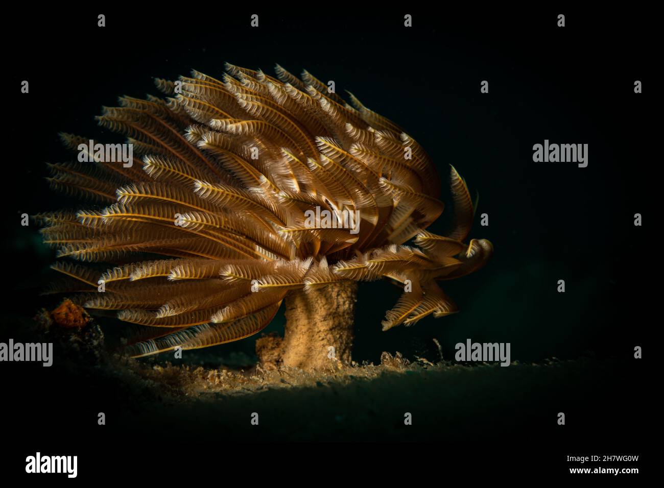 Federentwurm (abellastarte spectabilis) am Riff vor der Insel Sint Maarten, niederländische Karibik. Stockfoto