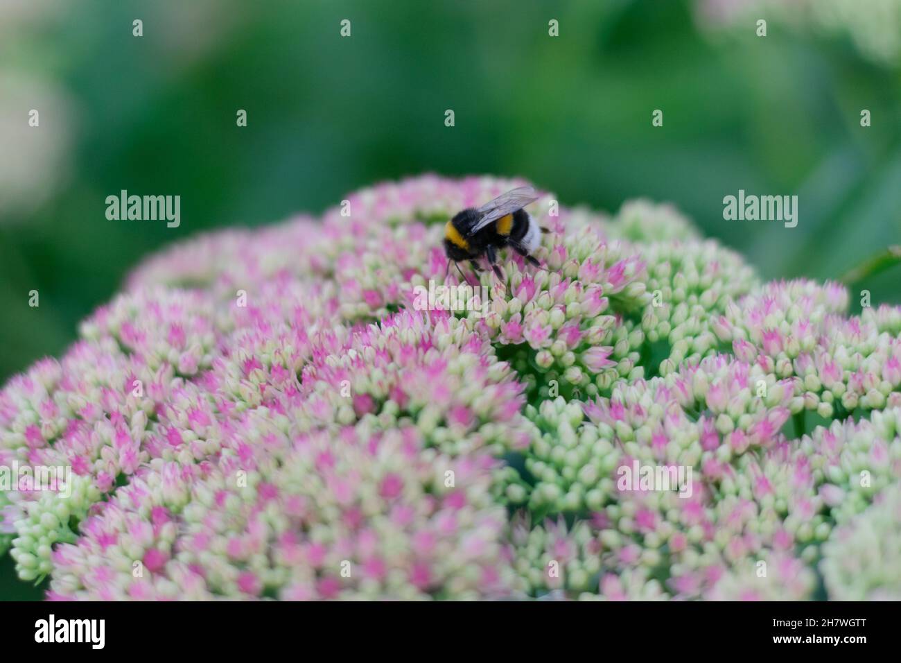Die gestreifte Hummel sammelt Nektar auf einer honighaltigen duftenden Blume. Horizontales Foto. Nahaufnahme. Selektiver Fokus. Stockfoto