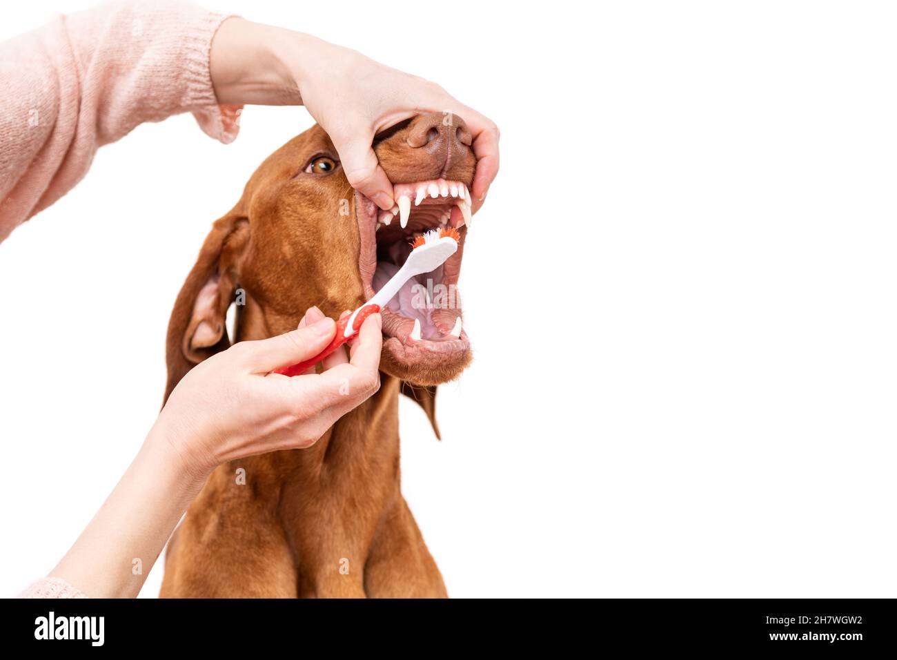 Frau mit Zahnbürste, um Hunde Zähne zu klauen. Plaque-Entfernung, gesunde Hundezähne Konzept. Zahnärztliche Hygiene für Hunde. Stockfoto