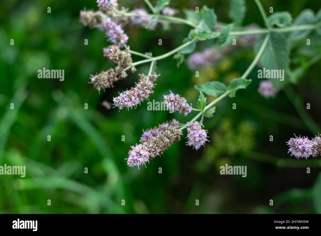 Medizinische Minzblüten. Natürlicher Hintergrund. Selektiver Fokus. Stockfoto