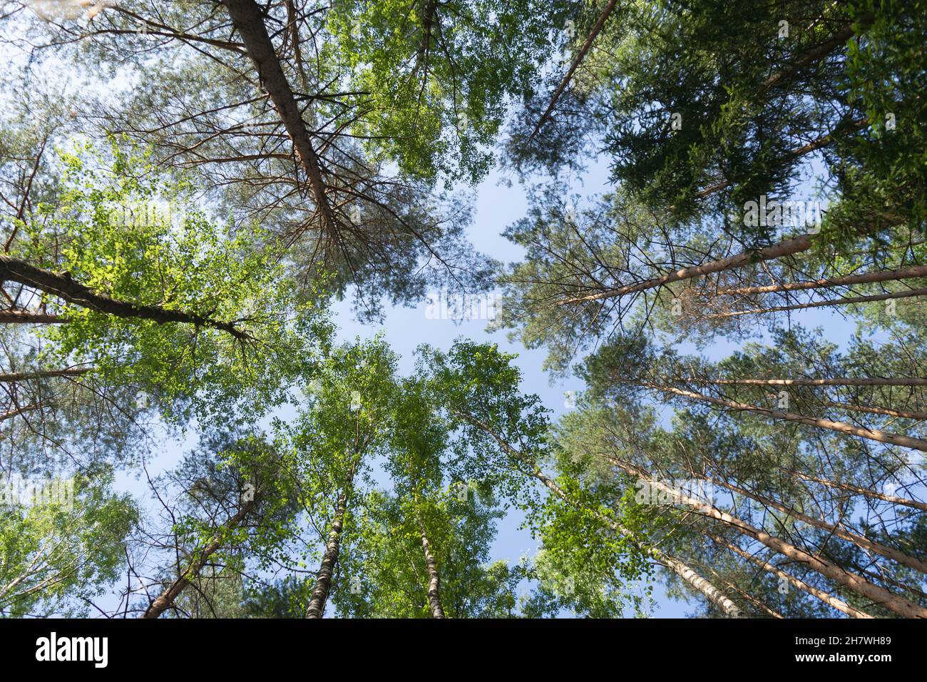 Blick von unten auf den Himmel durch die Baumkronen in einem Kiefernwald. Horizontales Foto. Natürlicher Hintergrund. Landschaft. Stockfoto