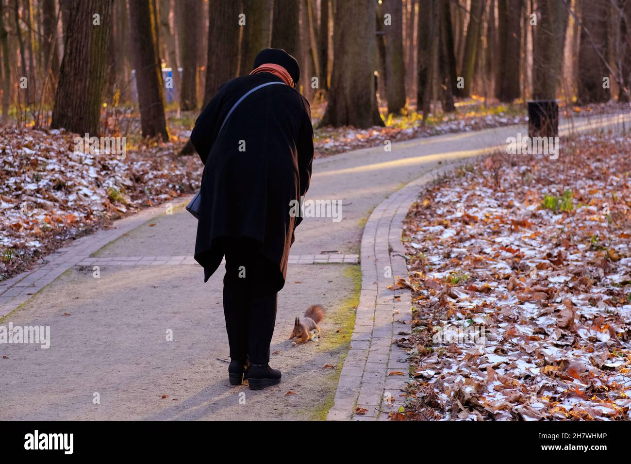 16.11.2021 . Frau spielt mit Eichhörnchen. Eichhörnchen mit einer Nuss. Hochwertige Fotos Stockfoto