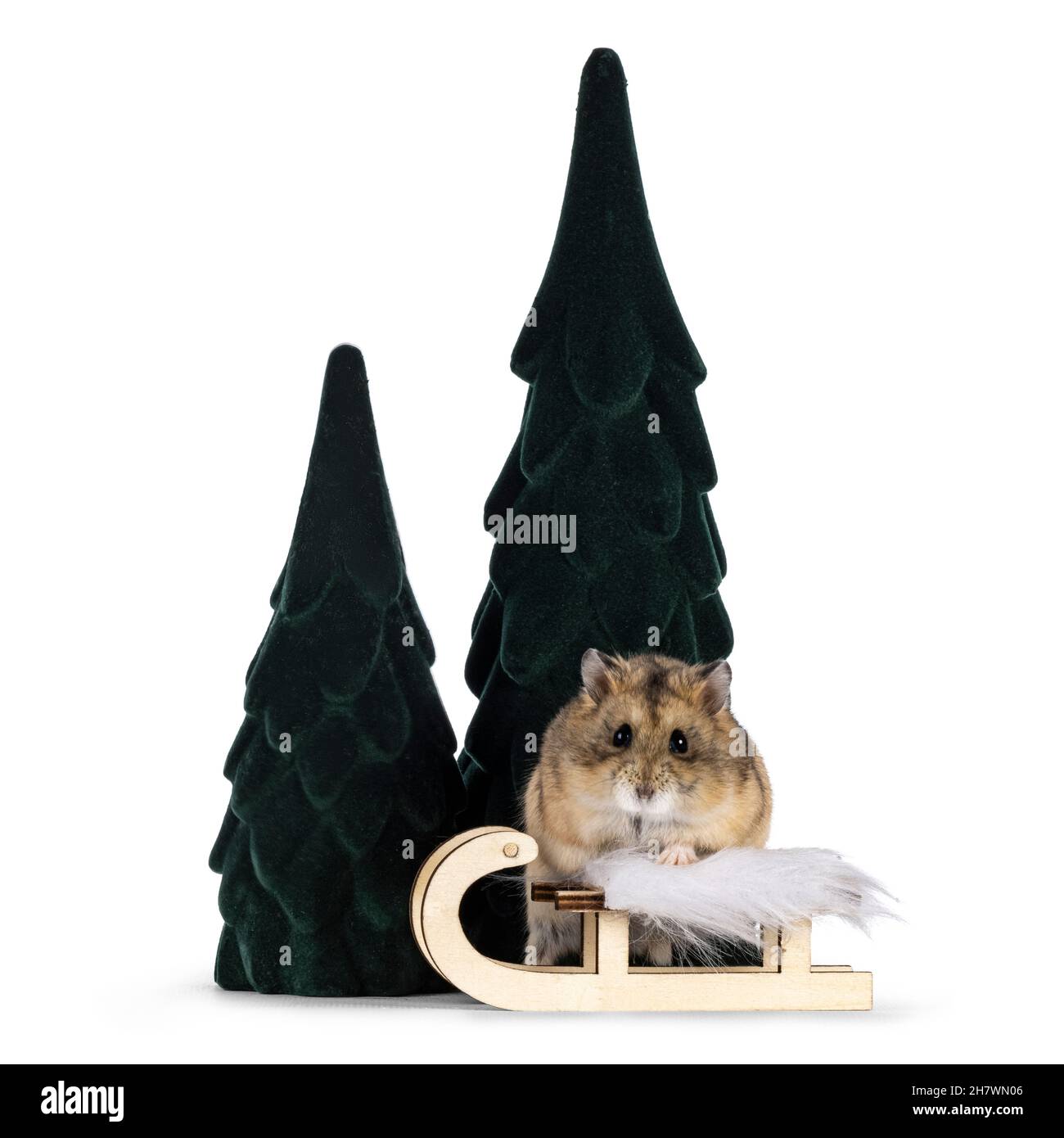 Brauner, erwachsener Hamster, der zwischen gefälschter Baumdekoration hinter einem winzigen Holzschlitten steht. Typische Winterszene. Hamster schaut mit Beady auf die Kamera Stockfoto