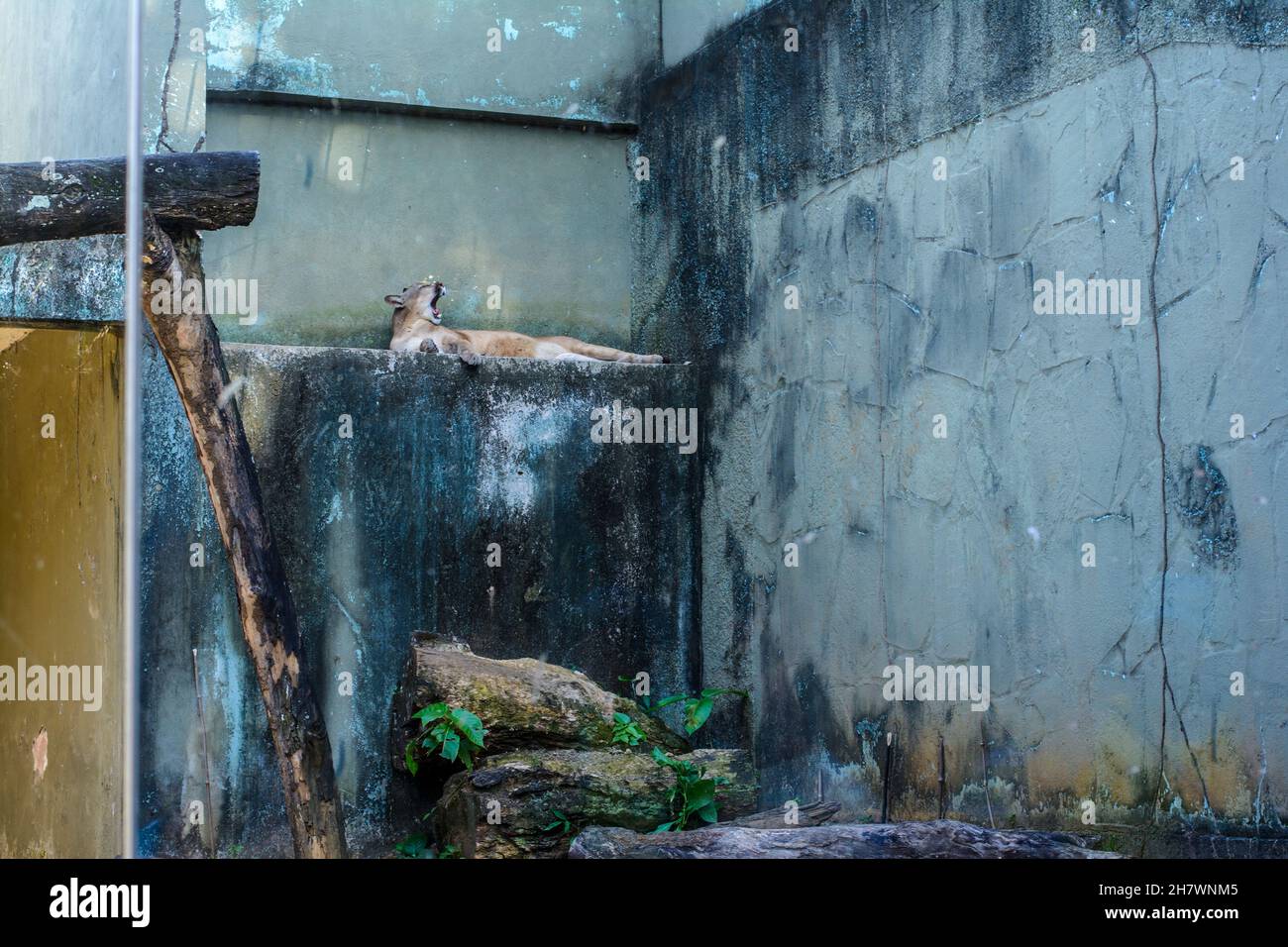 Brauner Leopard, der in seinem Käfig ruht. Stadt Salvador, Hauptstadt des Bundesstaates Bahia, Brasilien. Stockfoto