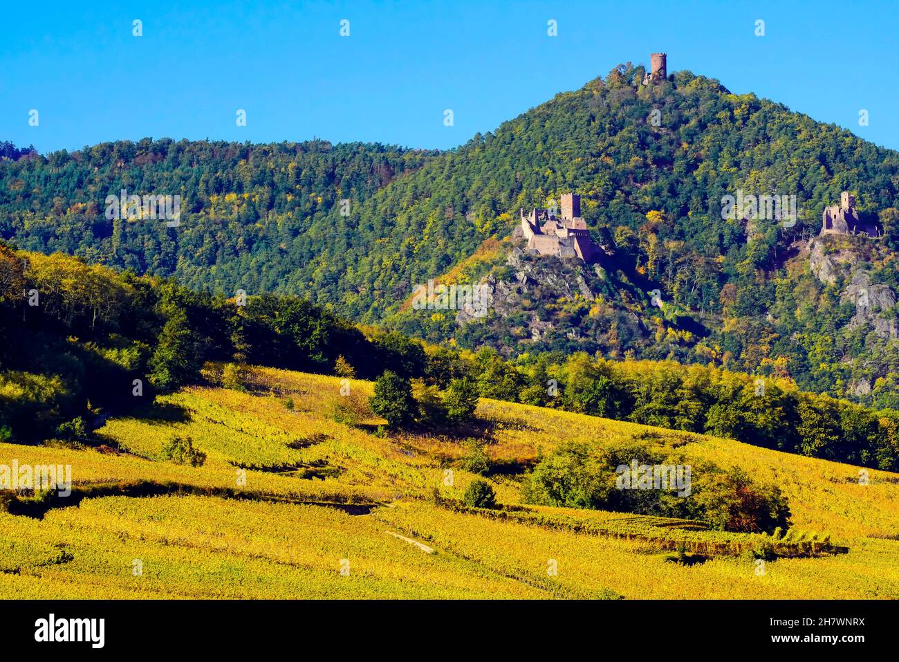 Herbst Farben in die Weinberge rund um Hunawihr Dorf und Château de Giersberg, Château St. Ulrich, Burg Haut-Ribeaupierre, Elsass, Frankreich. Stockfoto