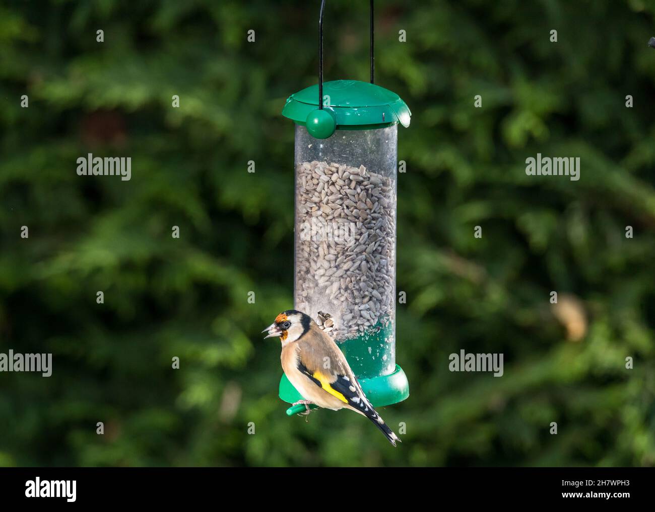 Carrigaline, Cork, Irland. 25th. November 2021. An einem kalten, frostigen Morgen frisst ein Goldfink Samen aus einem Futterhäuschen in einem Garten in Carrigaline, Co. Cork, Irland. - Credit; David Creedon / Alamy Live News Stockfoto