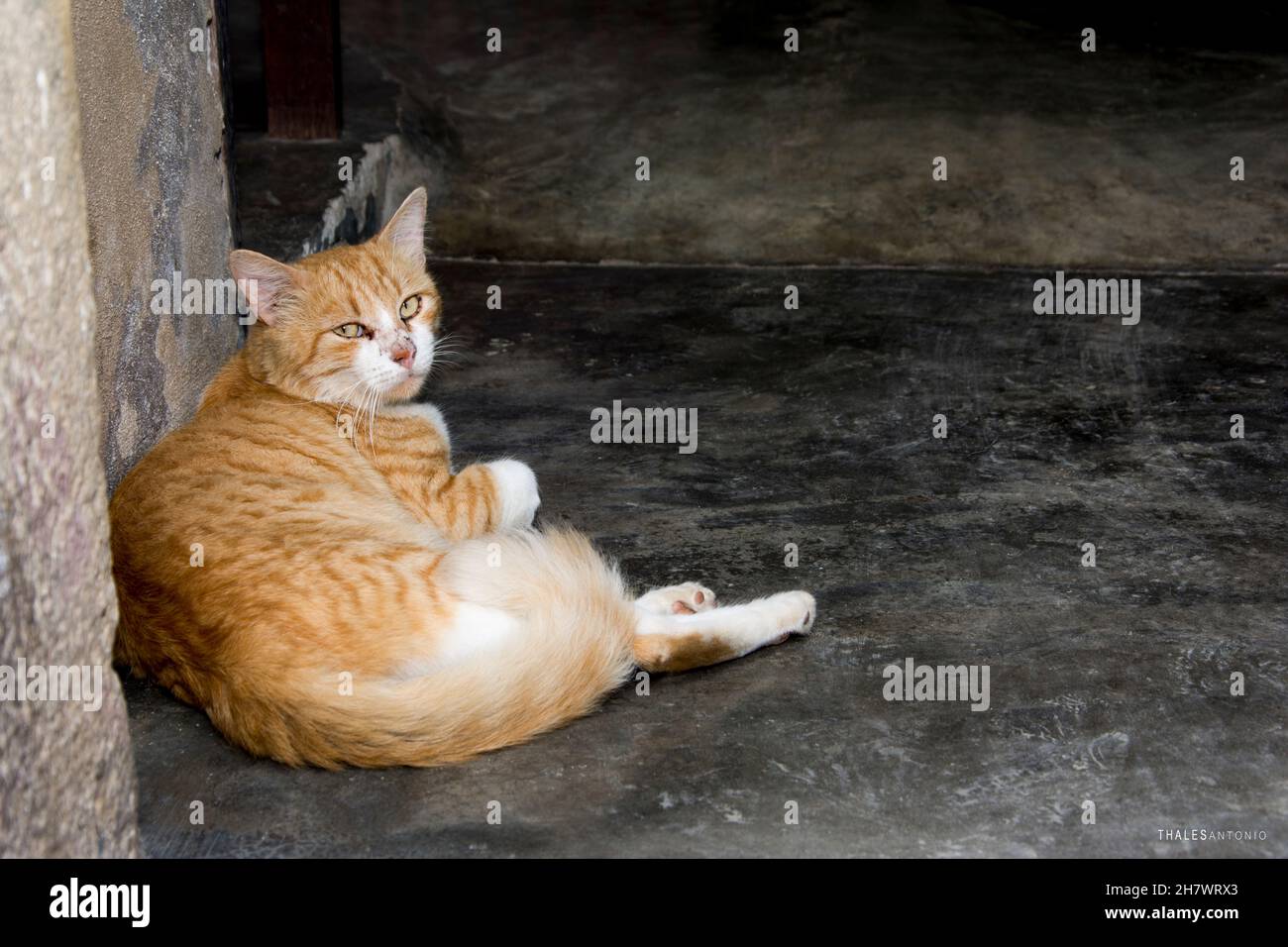Gelbe Katze ruht im Schatten eines Hauses. Salvador Bahia Brasilien. Stockfoto