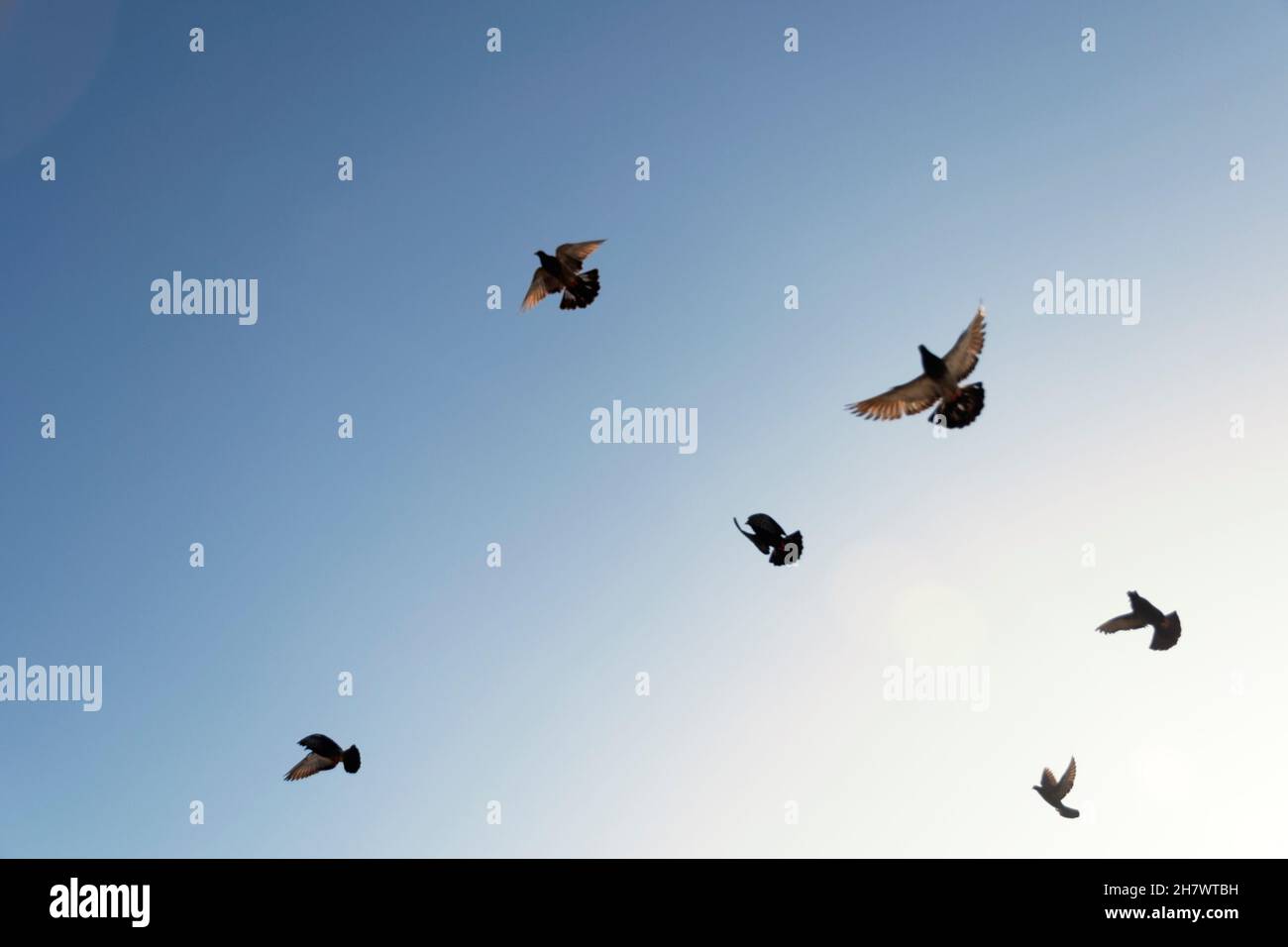 Ansicht von Tauben, die von Farol da Barra in Salvador, Bahia, Brasilien, gegen den blauen Himmel fliegen. Stockfoto Ansicht von Tauben, die von Farol da Barra in Salvador, Bahia, Brasilien, gegen den blauen Himmel fliegen. Stockfoto